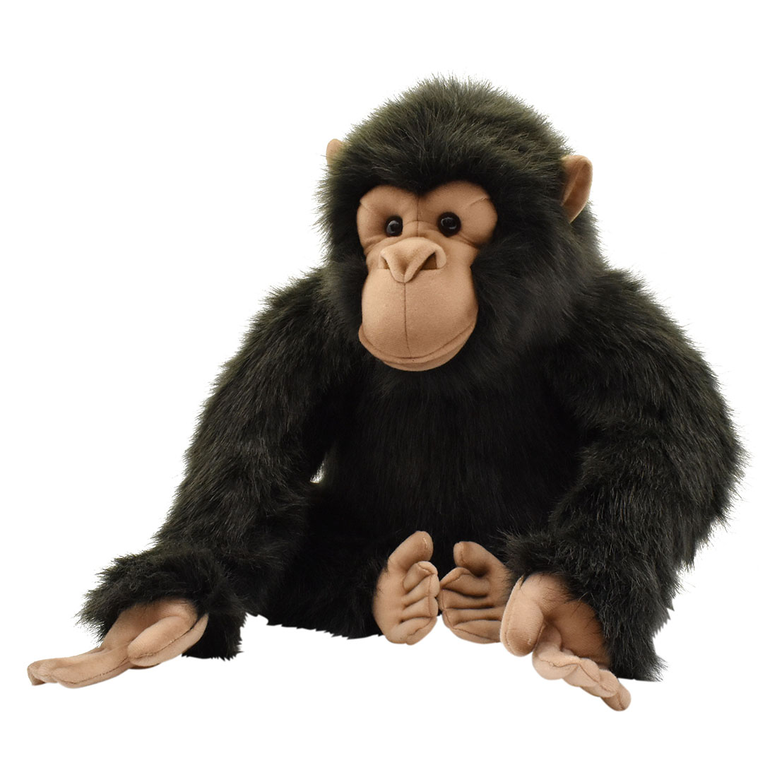 チンパンジー 40 Hansa